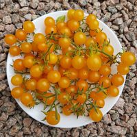 Gold Rush Currant